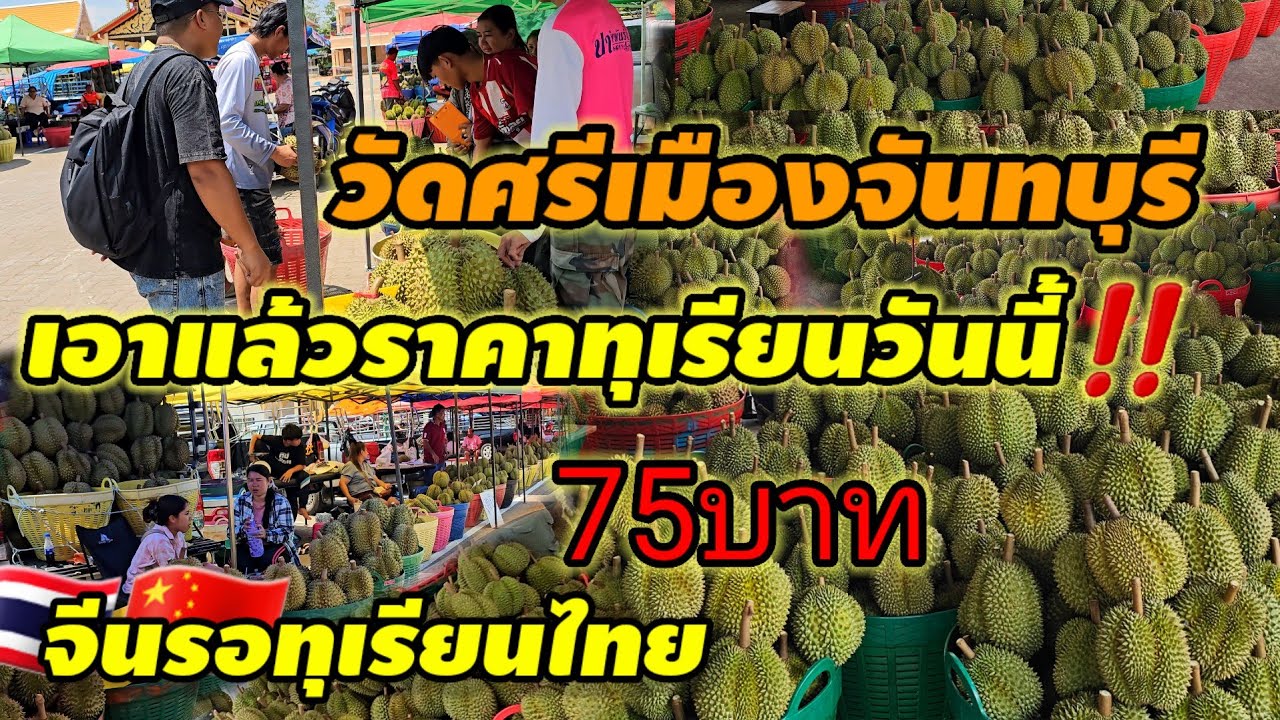 เอาแล้ว!!ราคาทุเรียนวันนี้ จันทบุรี อ ท่าใหม่ #durian #food #streetfood #ชาวสวน