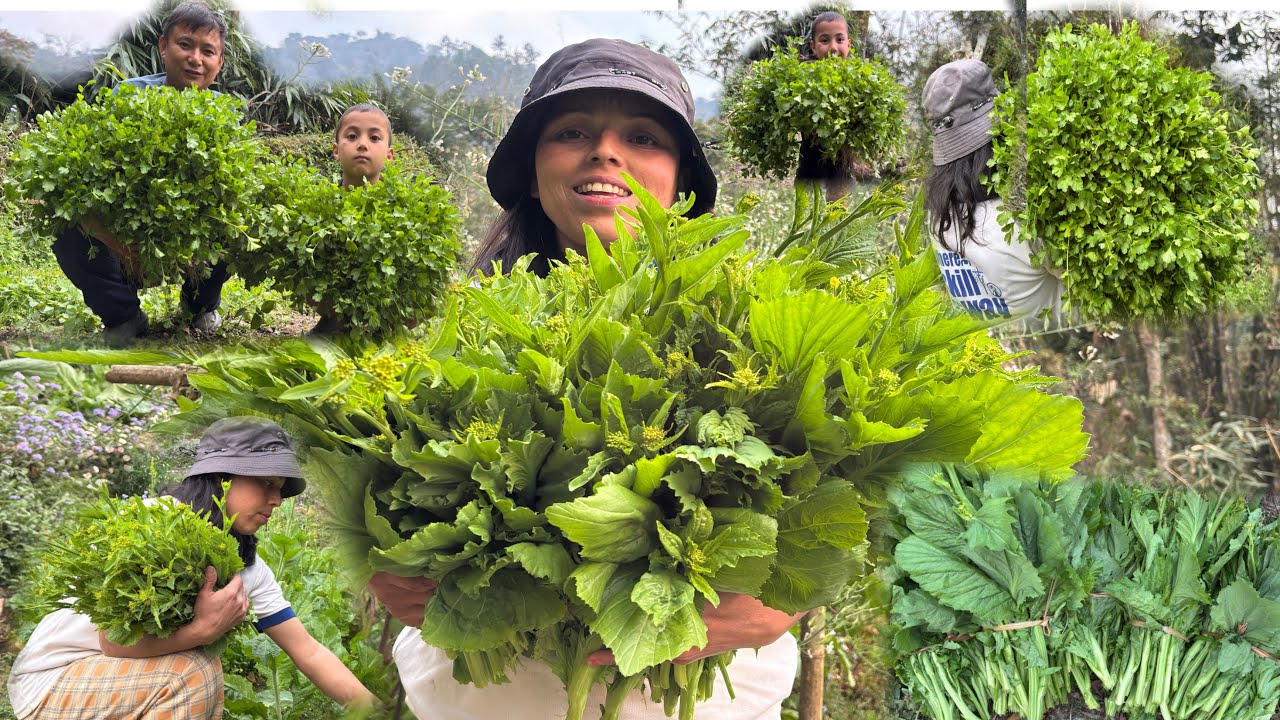 Organic Dhaniya  Saag Ko Duku Wow || Village Life Vlog ||￼