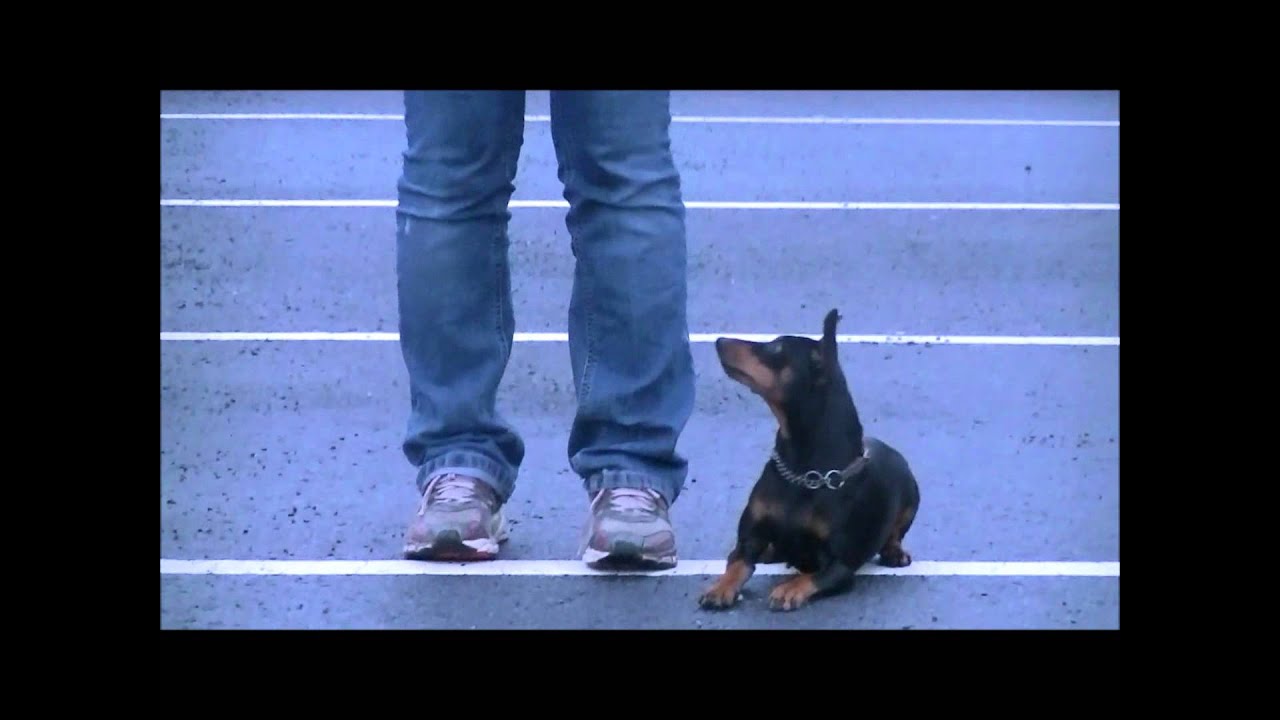 Have fun and train obiensi whit Miniature Pinscher