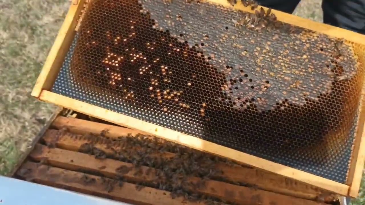 First Hive Inspection of 2023 !!!