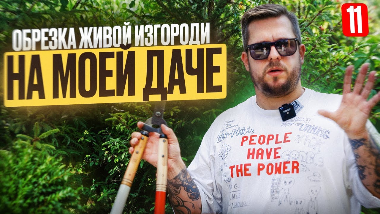Как правильно формировать и стричь живую изгородь из туи, ели, боярышника, граба, спиреи и тд | ДДД