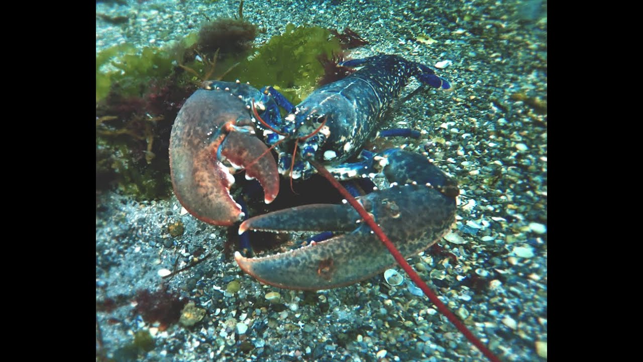 Spearfishing - Attraper des homards en baie de Perros-Guirec