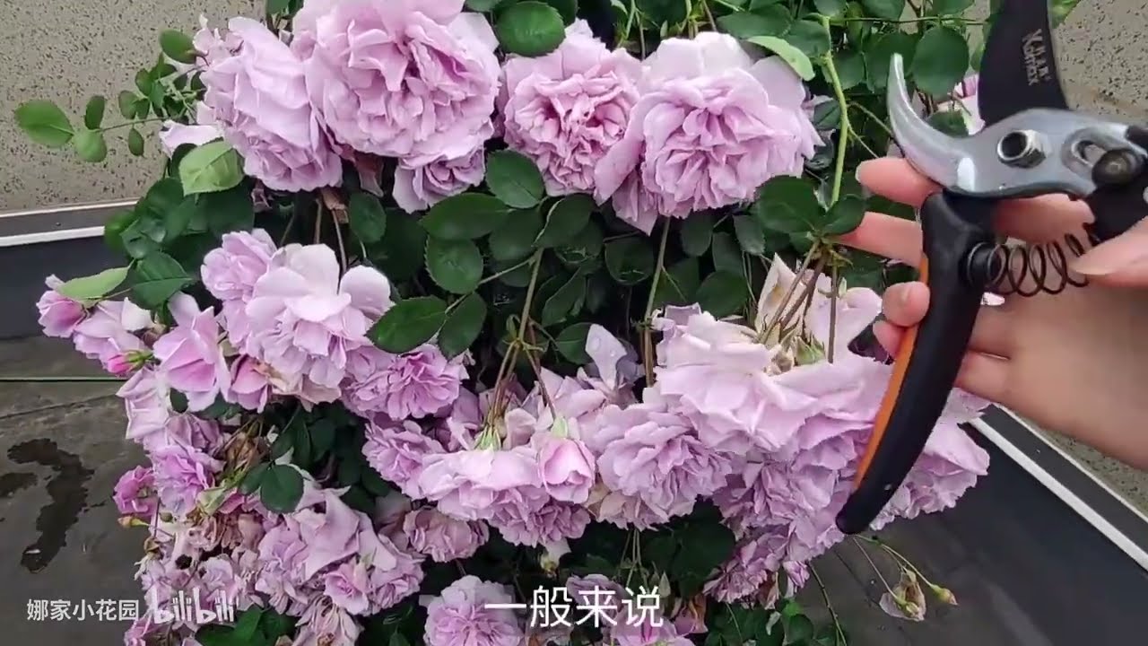 藤本月季（蓝色阴雨）的花后修剪操作