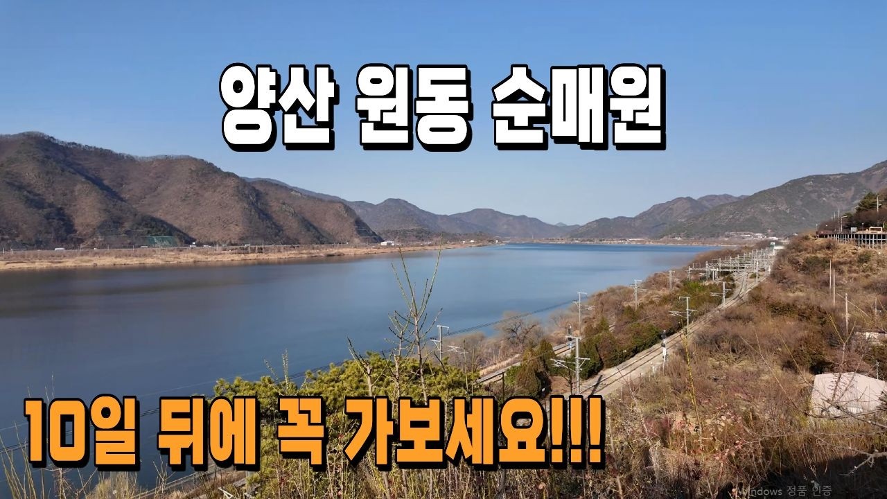 [4K] 매화가 아직 이른~ 양산 원동 순매원!! #매화#순매원#홍매화