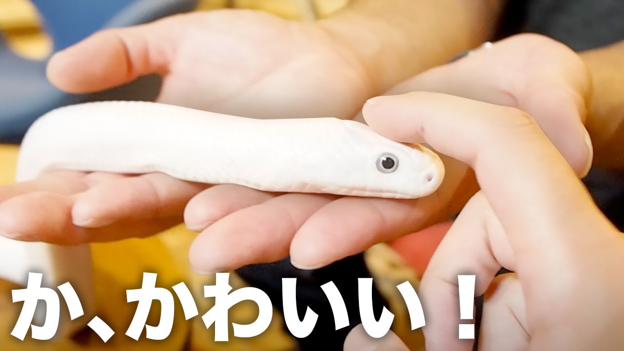 ベタ慣れの白ヘビがかわいすぎた【大蛇カフェLOUNGE】
