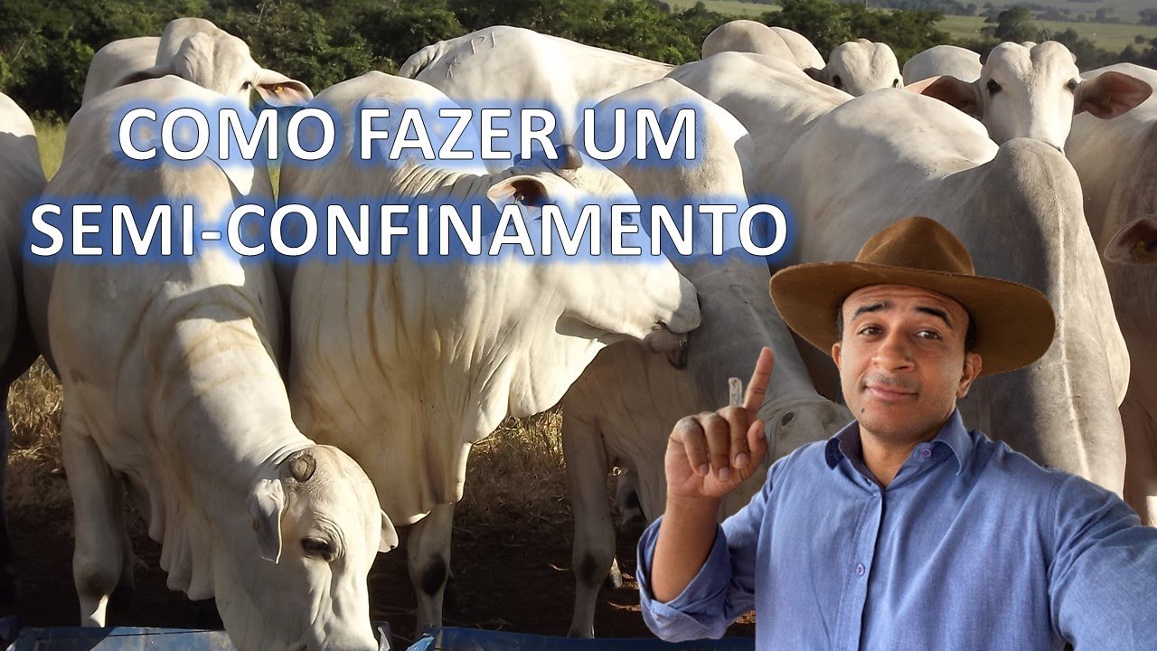 Como fazer um semi-confinamento de gado de corte