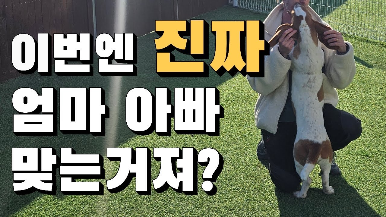 이제 파양은 없는거다 #dog #cat #설날