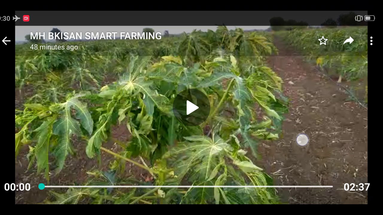 767- पपीता खेतमें रिंग स्पॉट वाइरस कैसे ठीक कर Papaya Farming 9424538222 BALRAM KISAN किसान पाठशाला