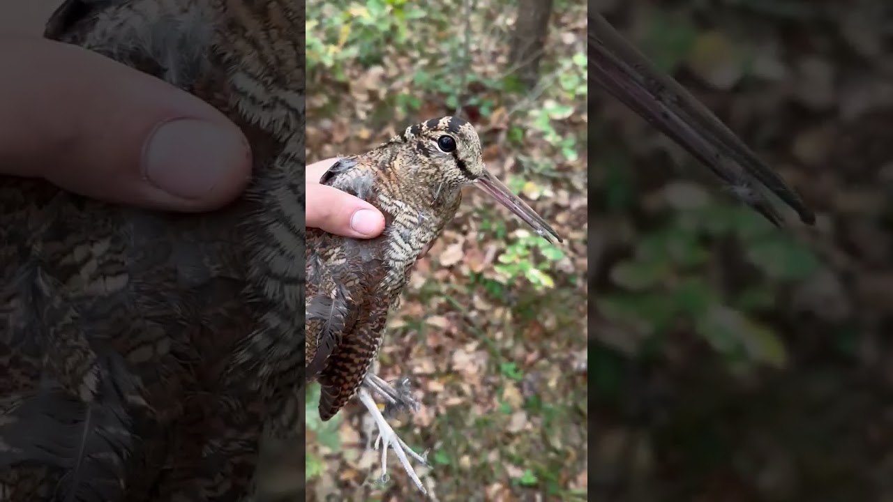 BECASSE . &Ccedil;ULLUK . WOODCOCK