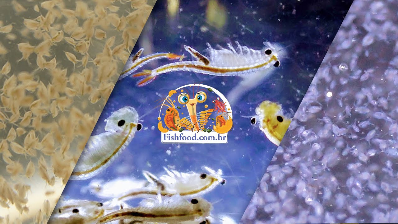Alimentos Vivos para Peixes - Fish Food