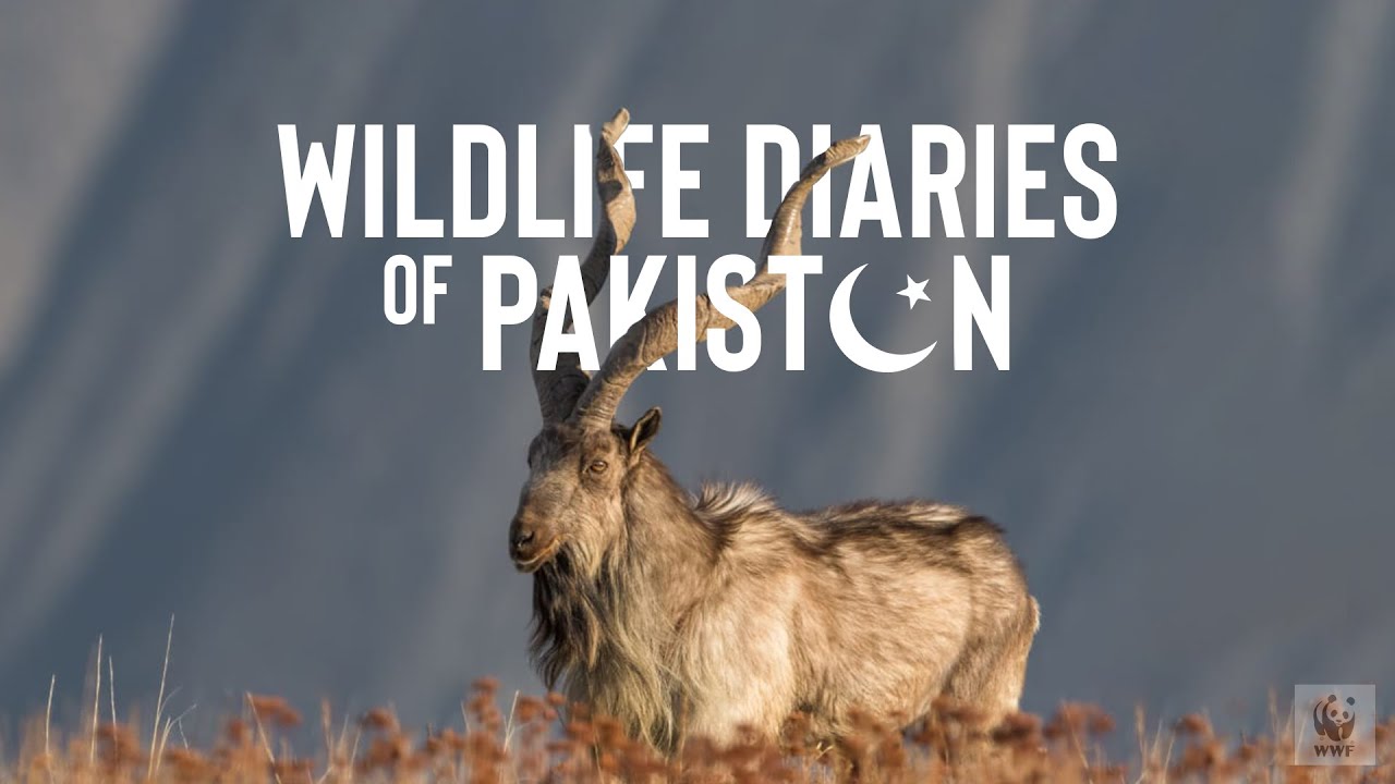 Wildlife Diaries of Pakistan - Trailer