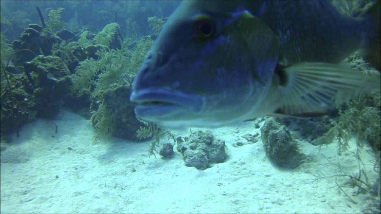 Cracking EGG under water