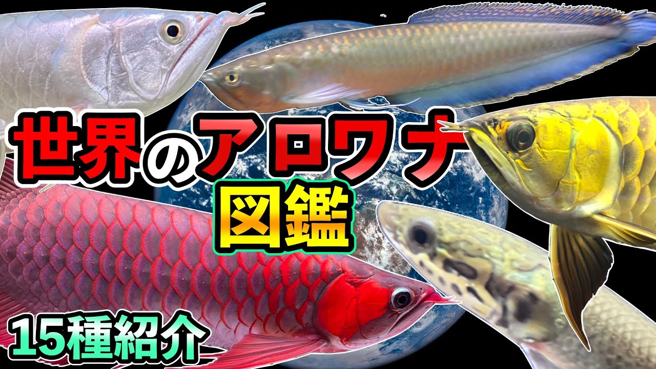 世界のアロワナ飼育解説『シルバーアロワナ』『ブラックアロワナ』『バンジャールレッド』『過背金龍』『ピラルクー』古代魚　アロワナ種類　動くアロワナ図鑑