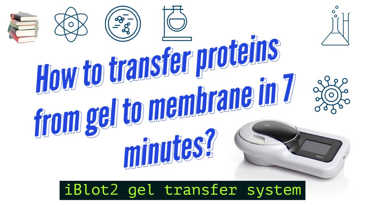 Western Blot gels transfer using iBlot2 Device - Western Blot Series