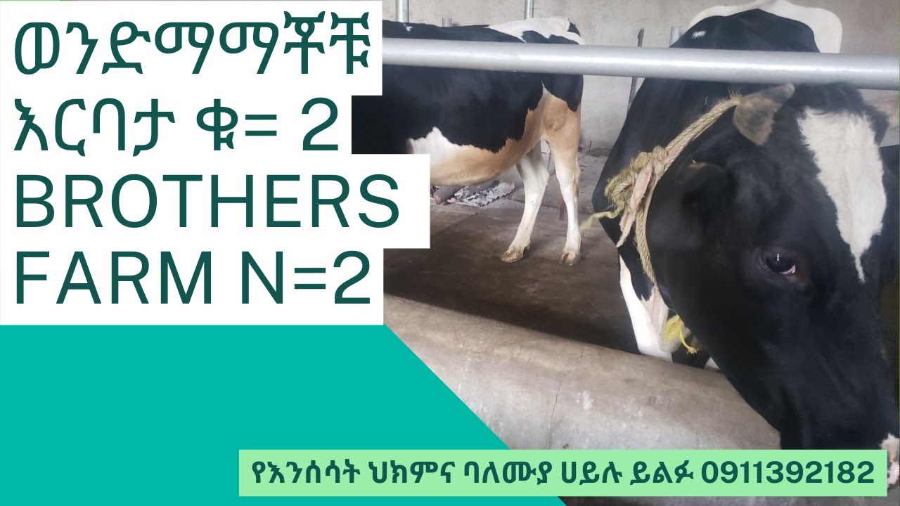 ወንድማማቾቹ እርባታ ቁ= 2 Brothers Farm N=2