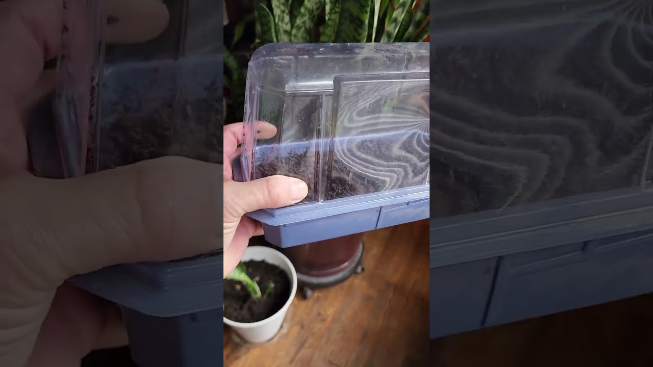 Propagating campari tomatoes #shorts