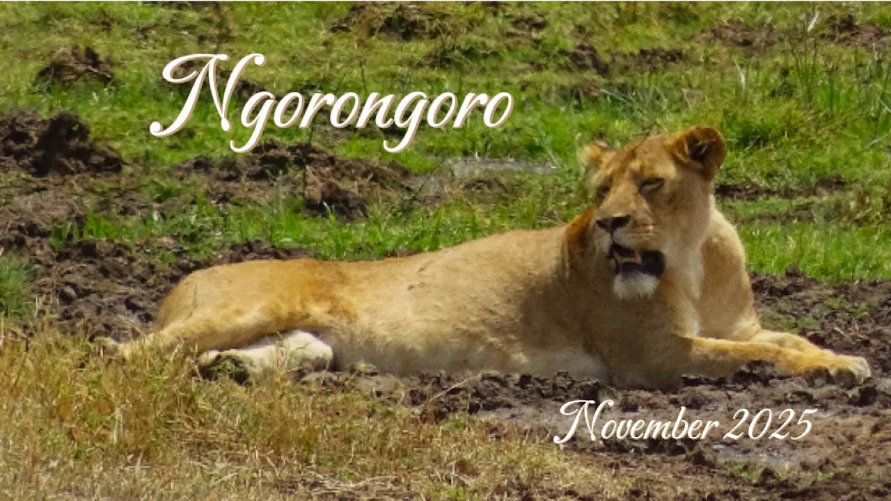 NGORONGORO NOVEMBER 2025