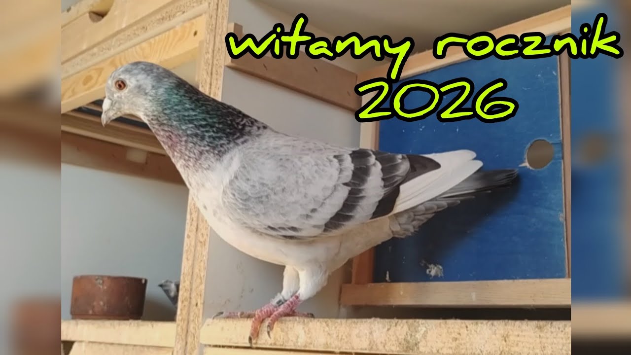 S3 E:7: Młode w gniazdach = NOWA NADZIEJA 😍 PIERWSZE MŁODE JUŻ NA GOŁĘBNIKU🔥🕊️ Relacja z hodowli ‼️💚