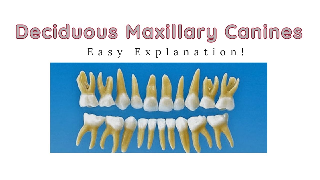 Deciduous Maxillary Canine |  Dental Morphology of Primary Maxillary Canines