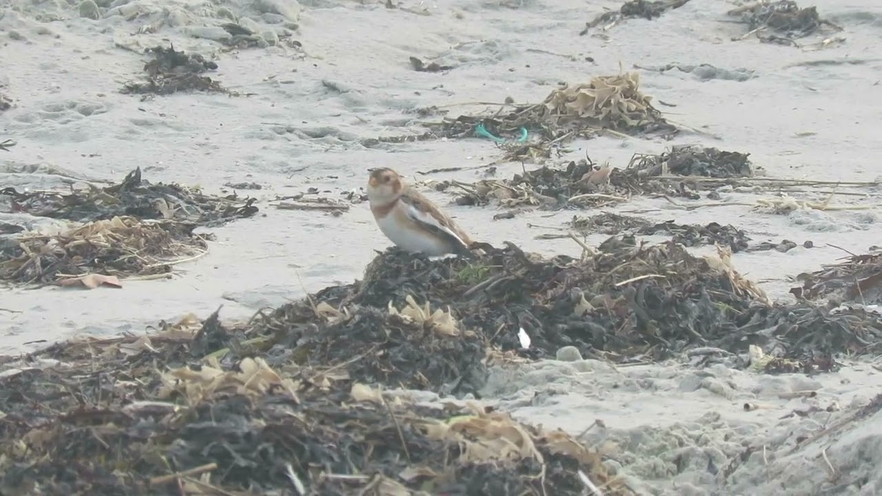 Snow Bunting, East Head 12.12.2025