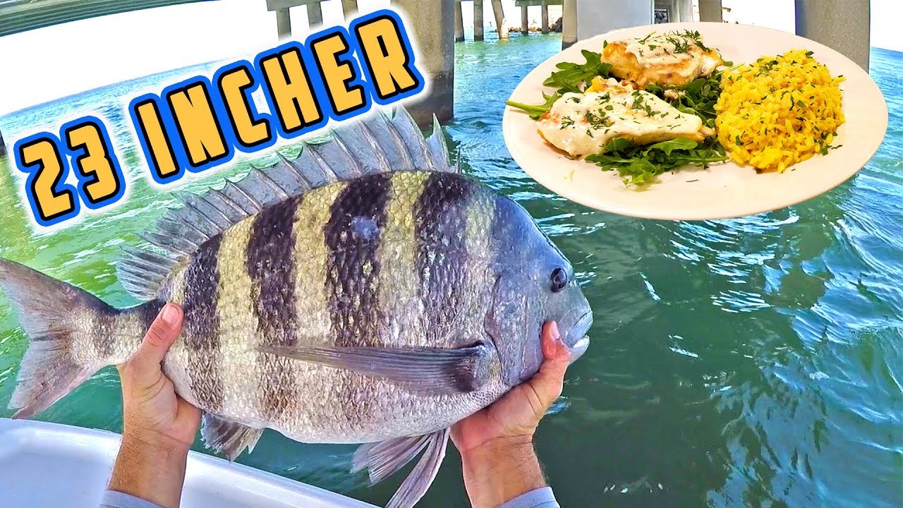 SHEEPSHEAD CATCH and COOK ! (FIT for a KING!)
