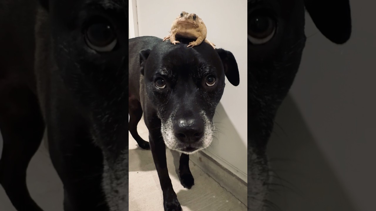 Frog on Dog 🐸 🐶