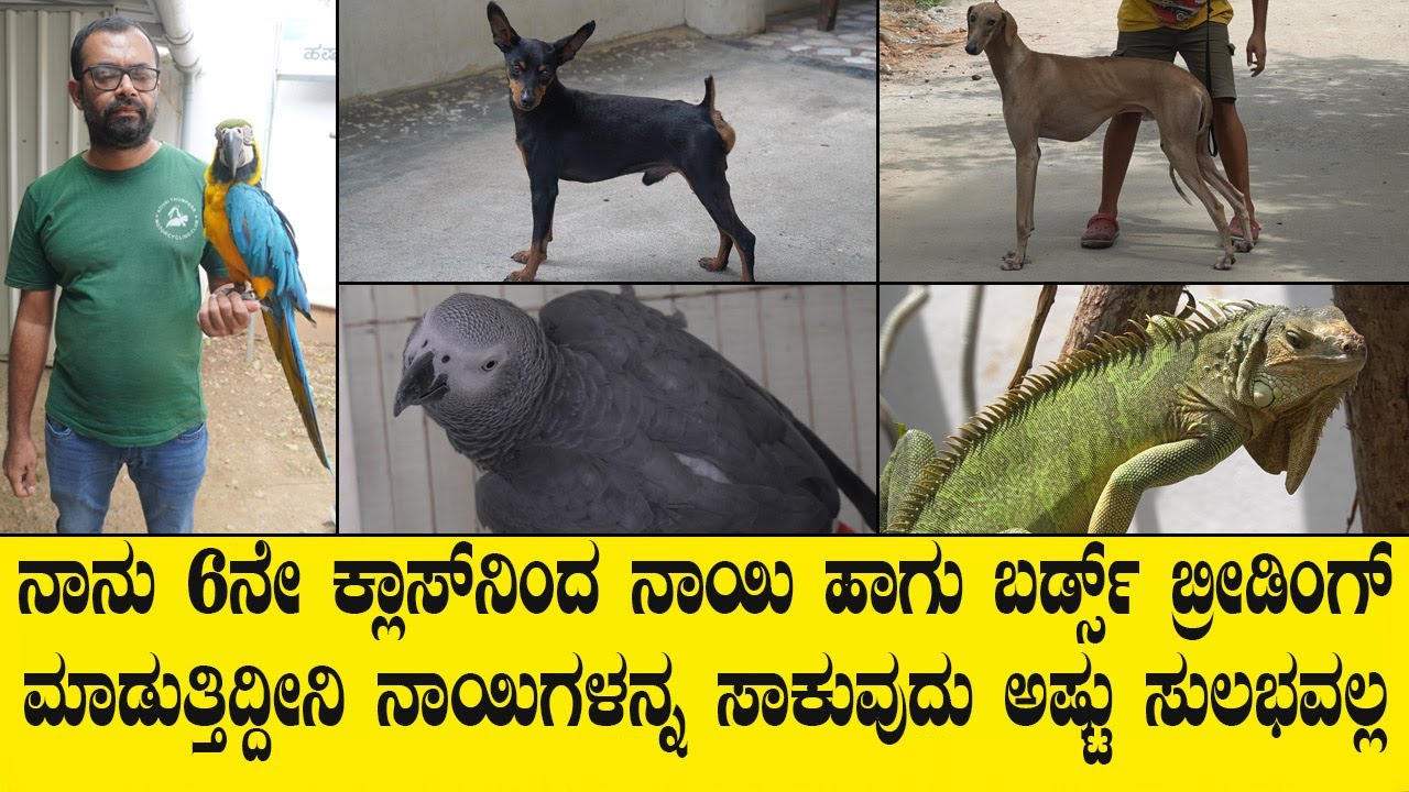ನಾಯಿ ಹಾಗು ಬರ್ಡ್ಸ್ ಬ್ರೀಡಿಂಗ್ ನಲ್ಲಿ ಉತ್ತಮವಾದ ಆದಾಯ ಇದೆ...DOG AND BIRDS BREEDING VIDEO