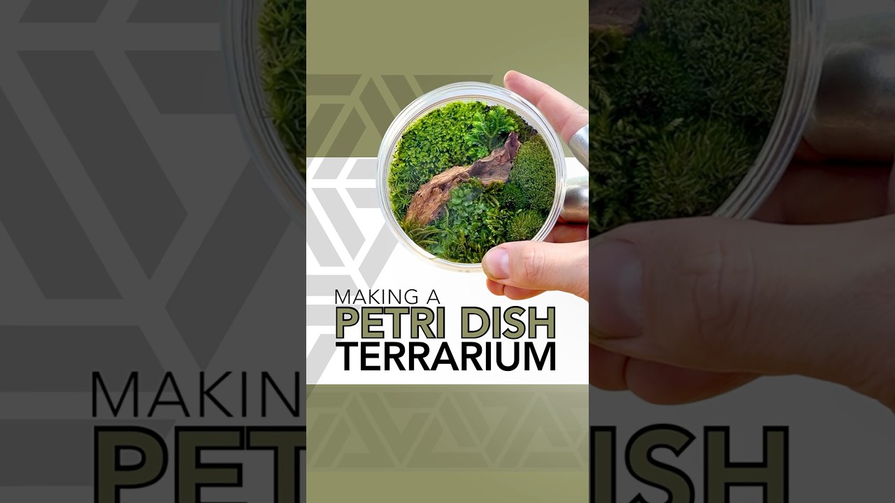 Petri dish terrarium 🌱 #terrarium #plants #moss