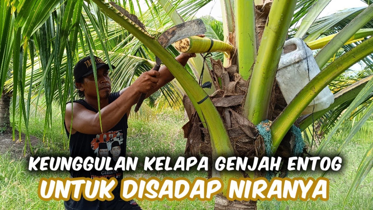 Keunggulan Kelapa Genjah Entog Buat Disadap Niranya