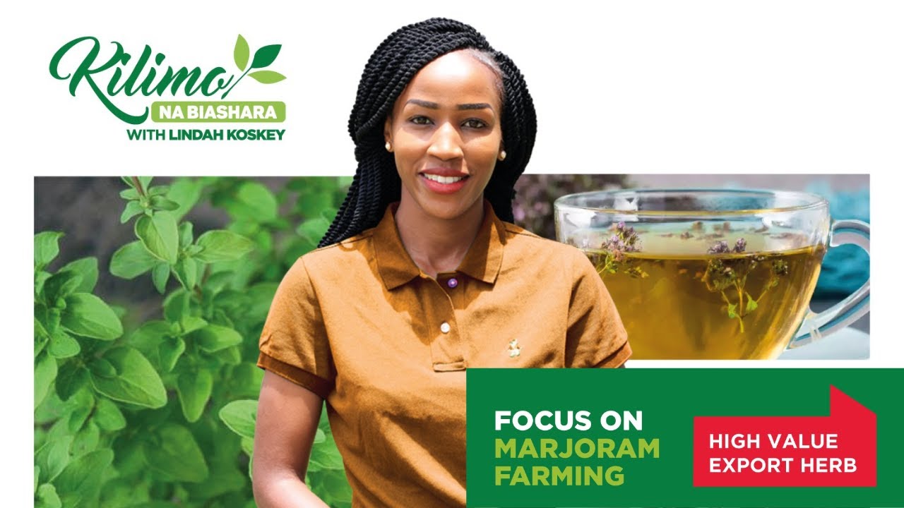 The secret to successful Marjoram farming revealed | Kilimo na Biashara