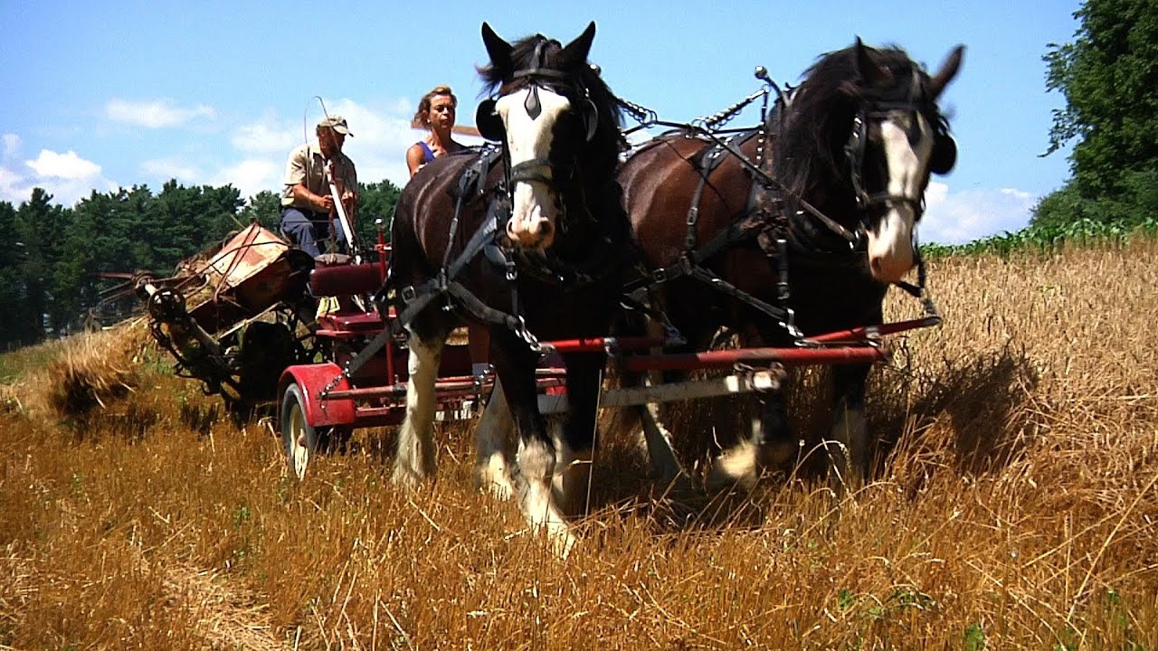 Green Mountain Draft Horse Field Day [SIV233]