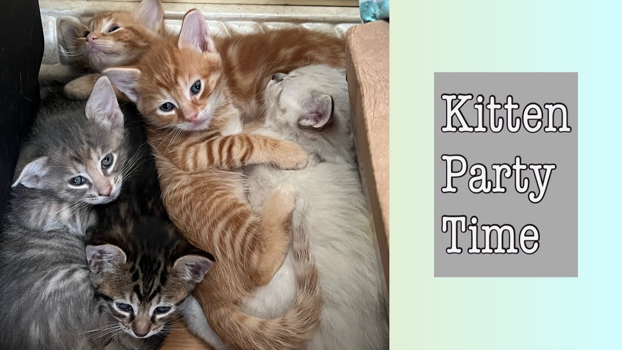 Kitten Party