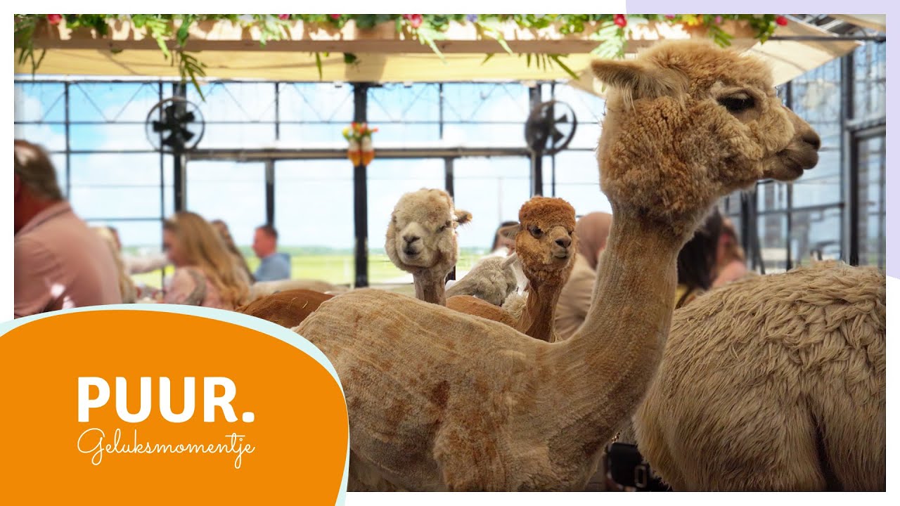 PUUR. Geluksmomentje: High tea maar met alpaca's