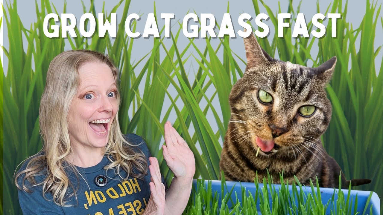 Cat Grass 101: Why Your Cat Needs It and How to Grow It