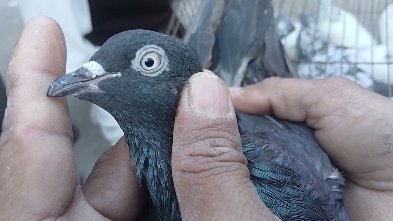 Rawalpindi Birds Market Dingi Khui Raja Bazar 13th February 2026