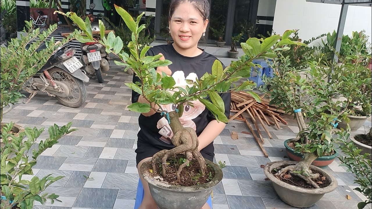 Mùng 10 (vía thần tài) xã cực rẻ chỉ 400k giảo lộc đỏ trường thịnh bonsai đế Quái ☎0939099607 Hằng