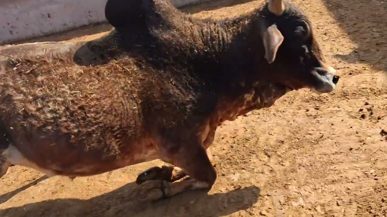#cow ##baffalo #gaumata #farming #murraha #automobile #dairyherd #animals #dairyherd #bull #viral