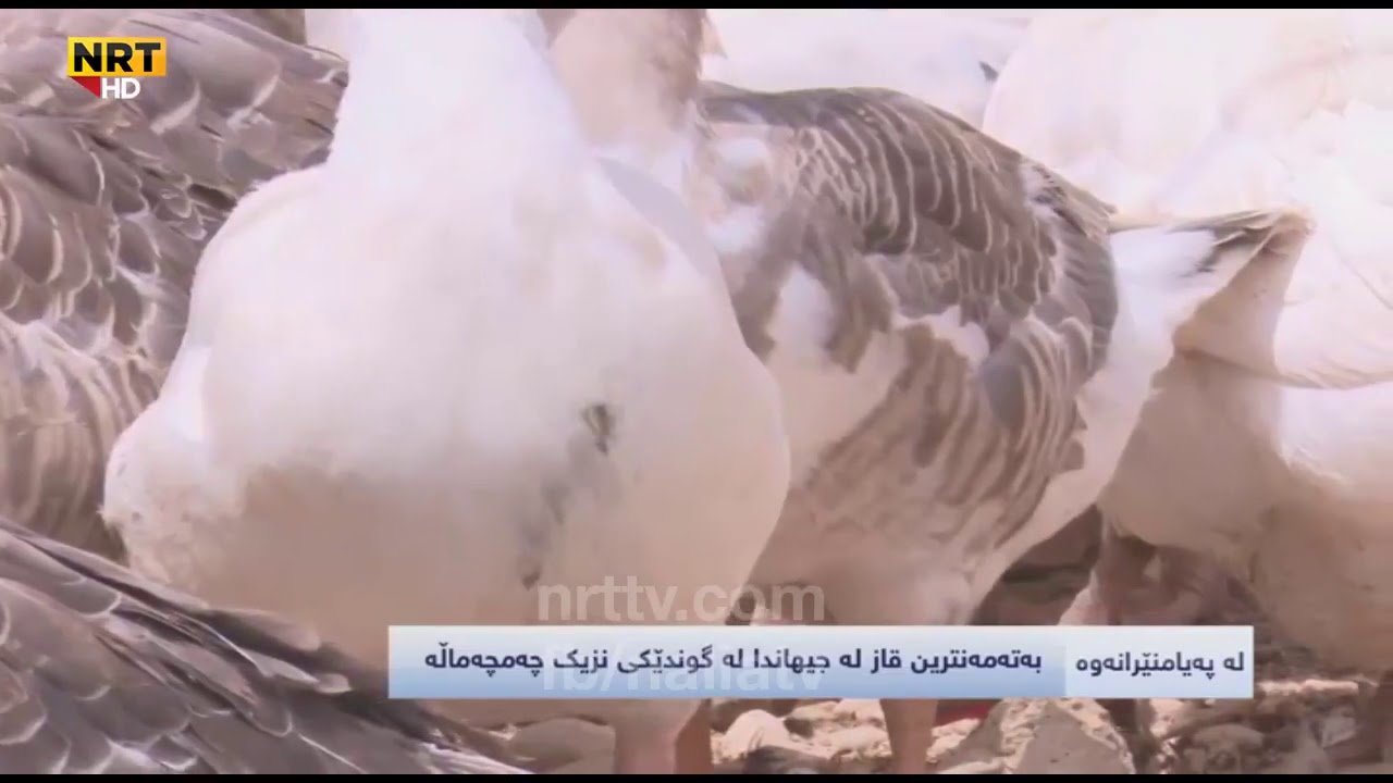 بەتەمەنترین قاز لە جیهاندا لە گوندێکی نزیک چەمچەماڵە.. رزگار جه‌بارز rzgar jabar