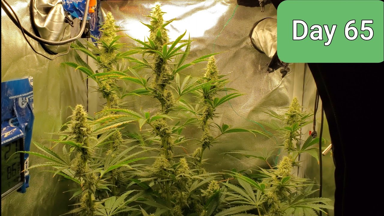 2x2 Grow Tent HALF POUND QUEST!!! Mammoth OG / Do si dos Day 65 / Day 35 Flower