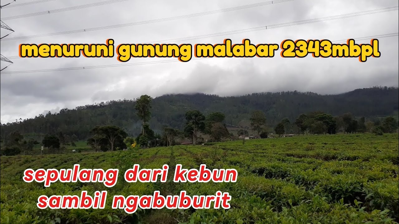 Pulang dari kebun di atas gunung malabar 