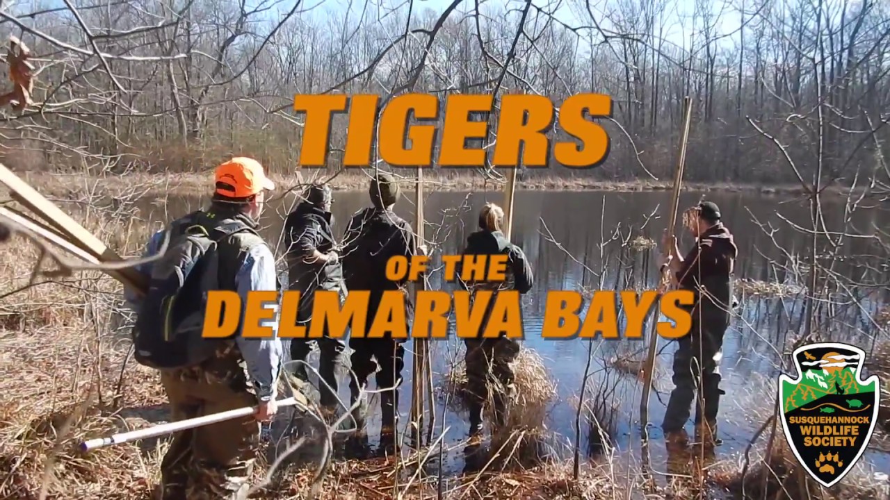 Tigers of the Delmarva Bays - Maryland's Endangered Eastern Tiger Salamander