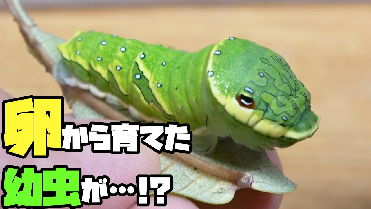 【キャタピー】卵から飼育したミヤマカラスアゲハの幼虫が蛹になった！！【昆虫採集】