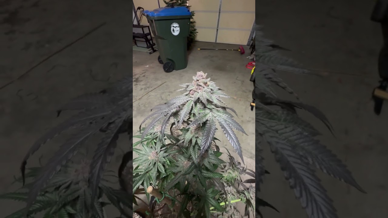 Tiki Madman Genetics &ldquo;Cherry as fuck&rdquo; which is Cherry Pie X Fire as Fuck. #420 #medicalmarijuana