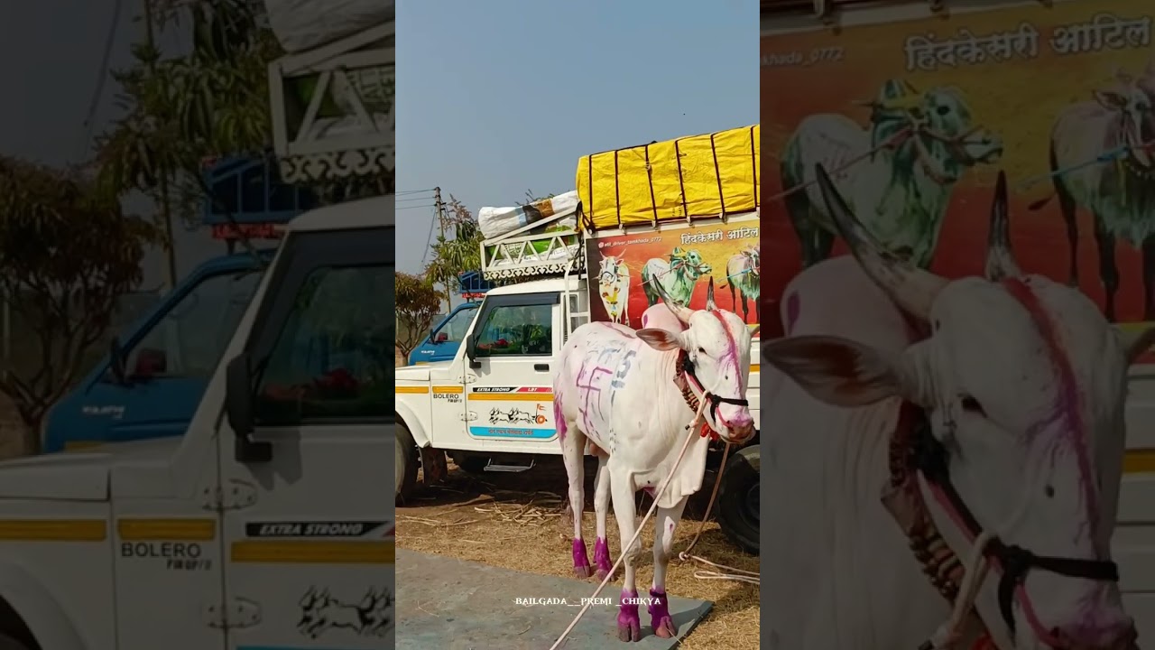 खरंच बकासुर आणि सर्जा 25.26पळणार का कोण कोण आलंय निमसोड मैदानात ❤️#bailgada #bull #बकासुर 