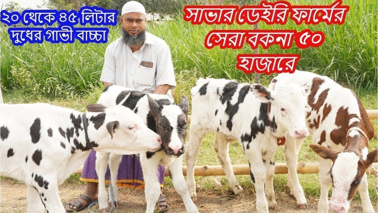 সাভার ডেইরি ফার্মের সেরা বকনা ৫০ হাজারে কিনতে পারেন দুধের রেকর্ড দেখে ২০ থেকে ৪৫ লিটার দুধের গাভী