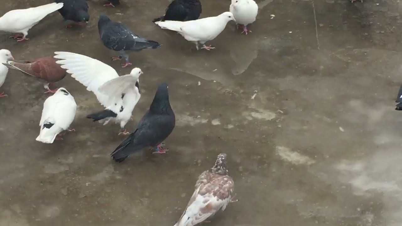#Pigeons.Как влияет на голубей сырость и что делать. 