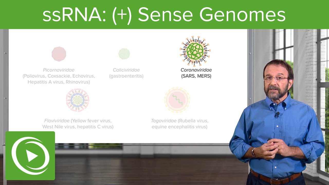 Wirus RNA jednoniciowy ((+)ssRNA) o dodatnim sensie &ndash; genomy wirus&oacute;w RNA &ndash; COVID-19 | Lecturio