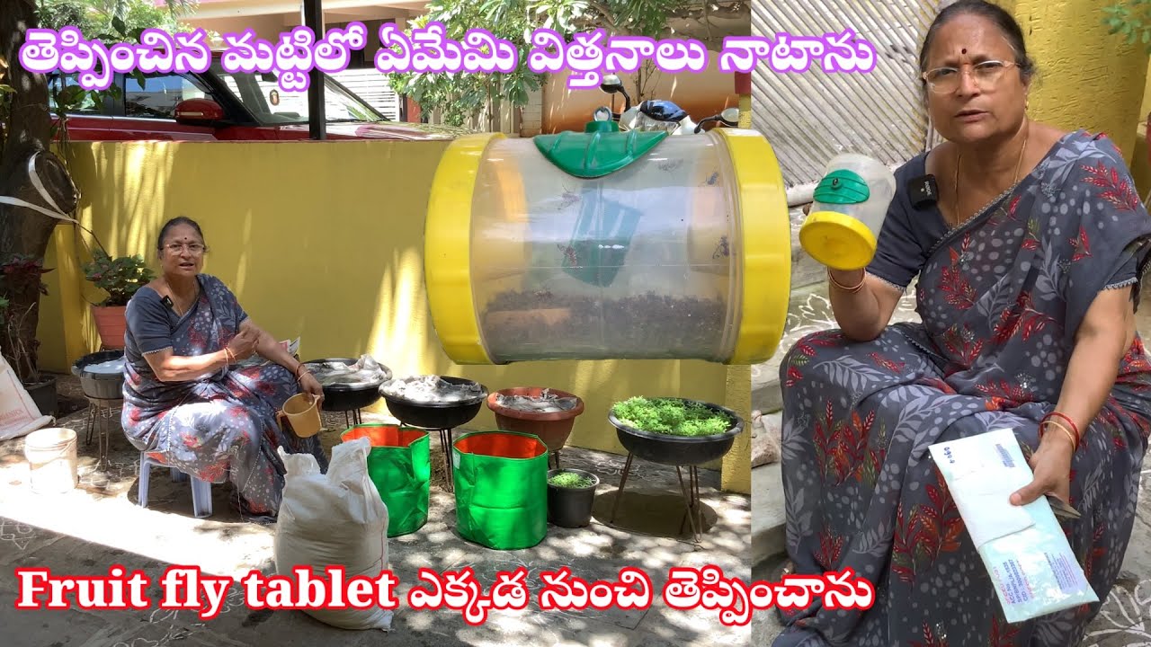 తెప్పించిన మట్టిలో ఏమేమి విత్తనాలు నాటాను  Fruit Fly Tablets మిద్దె తోటలో ఎలా వాడుతున్నాను