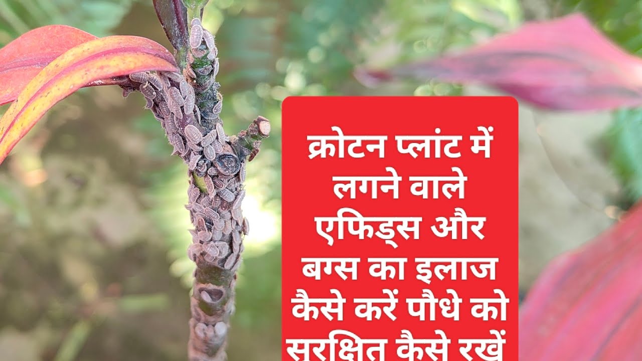 क्रोटन के पौधे पर लगने वाले एफिड्स और बग का इलाज कैसे करें पौधे को सुरक्षित कैसे रखें 