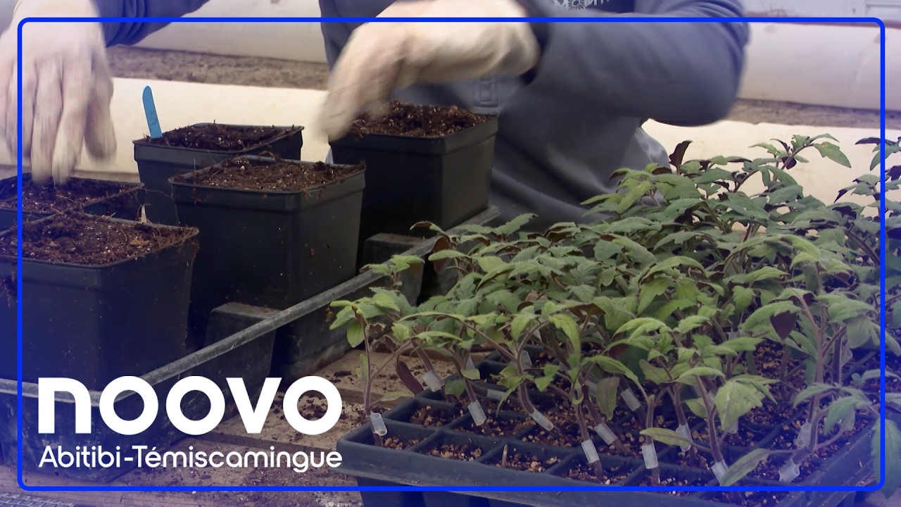 Jardinage : Le mois de mars lance la période des semis